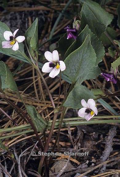 viola cuneata 4 graphic